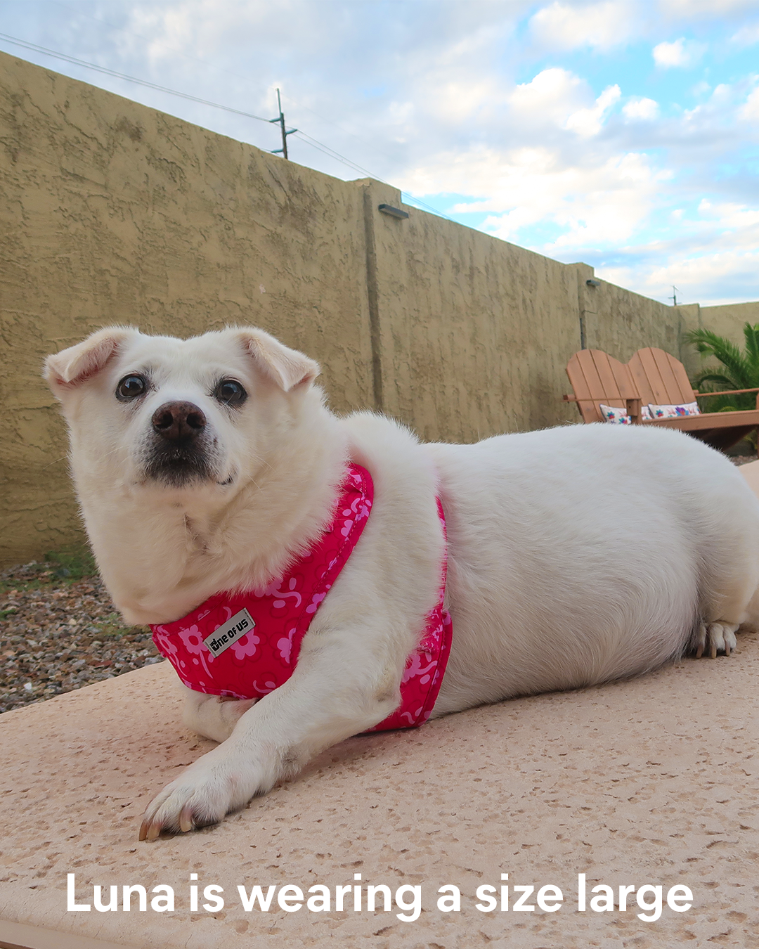Pinkabloom Dog Harness