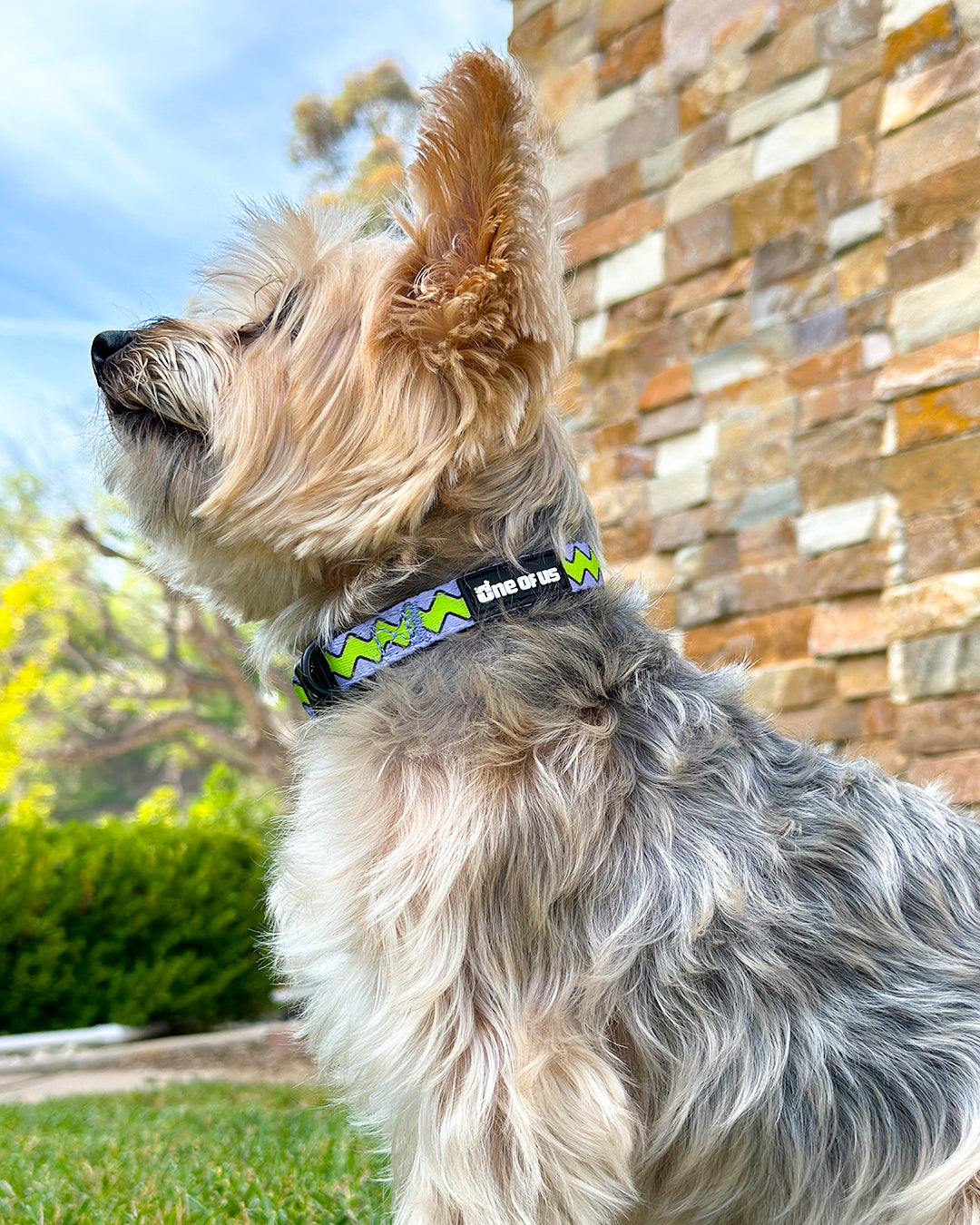 Waggy Waves Dog Collar