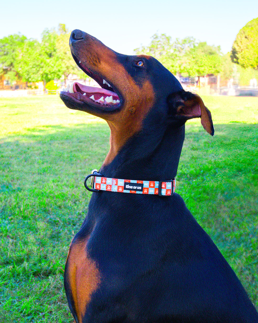 Blocks n Bones Dog Collar