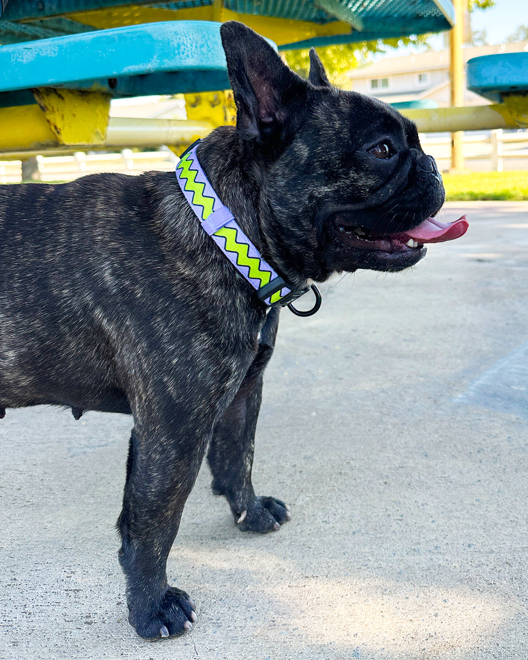 Waggy Waves Dog Collar