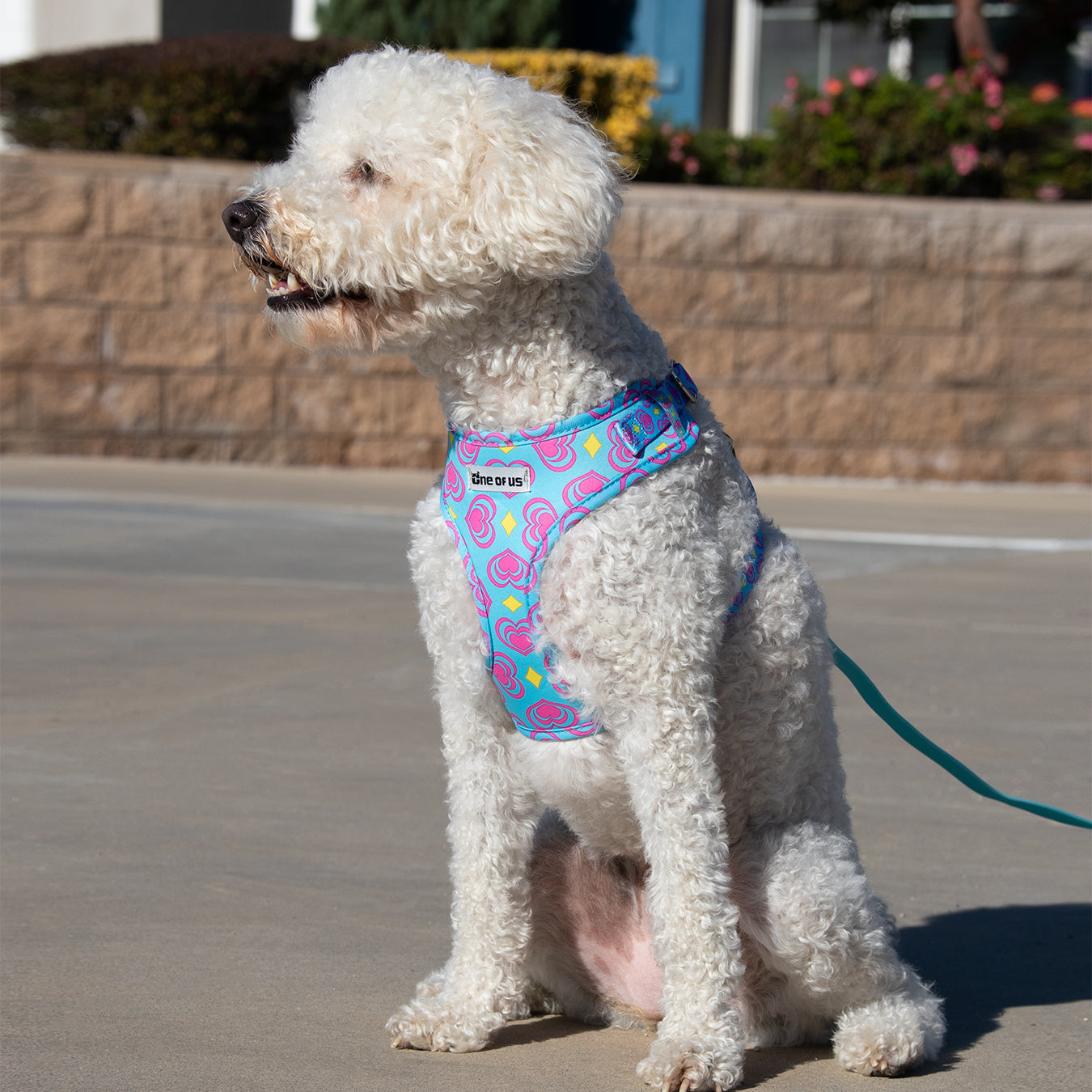 LuckyLuv Dog Harness