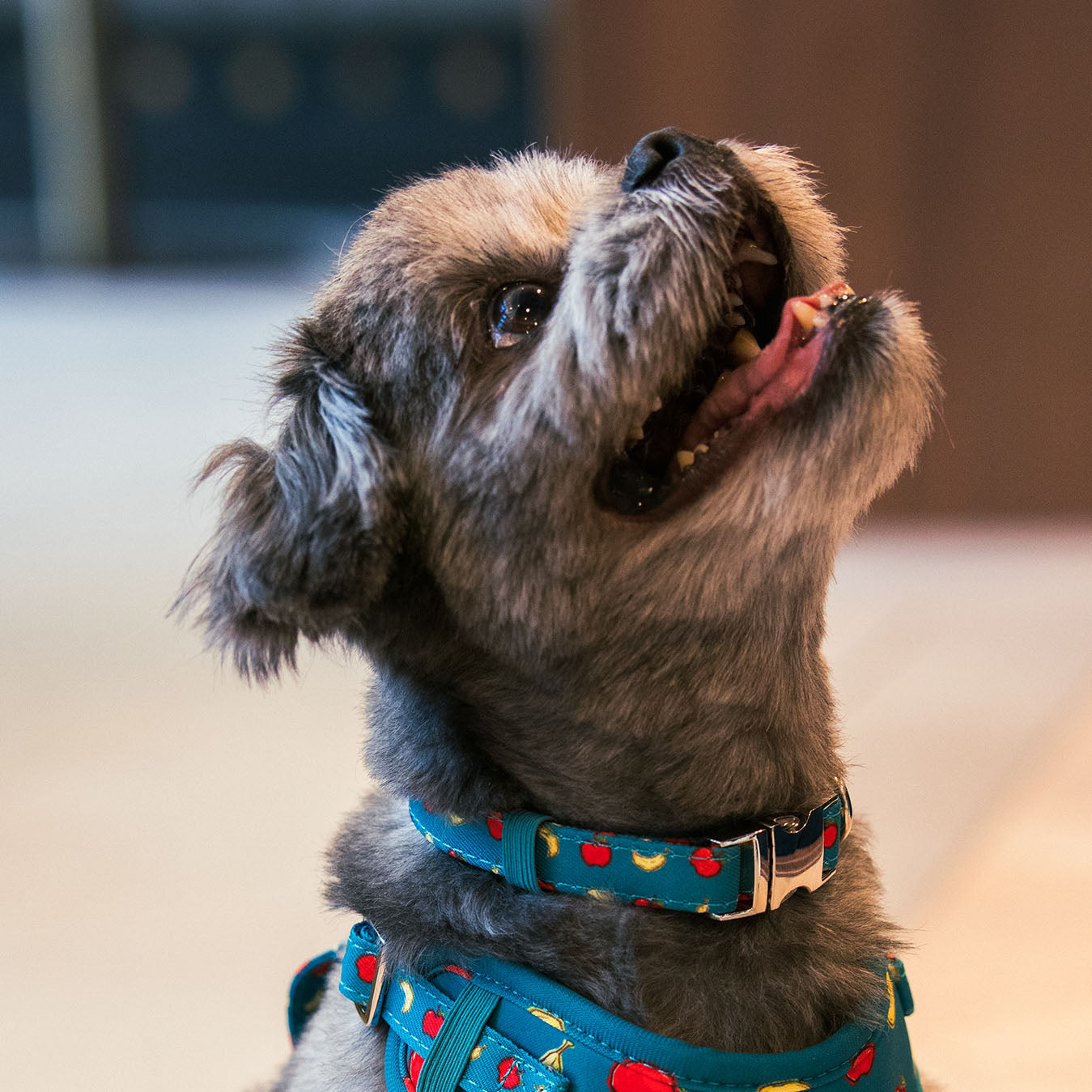 Dog wearing Banapples collar in teal apple and banana print