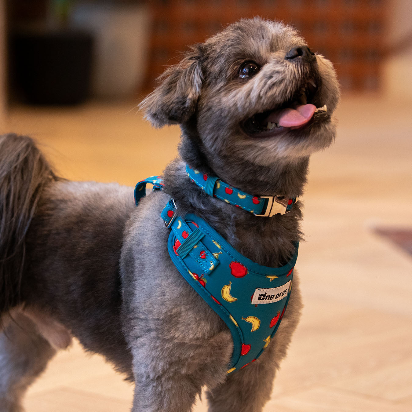 Dog wearing Banapples harness in teal apple and banana print on a walk