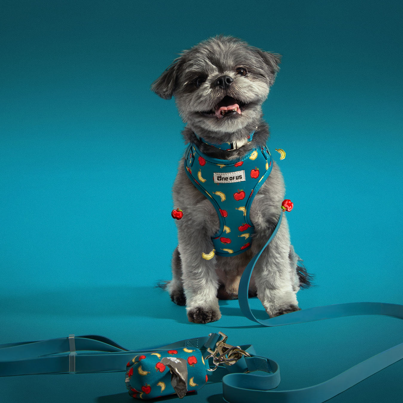 Dog wearing full Banapples walking set in teal apple and banana print