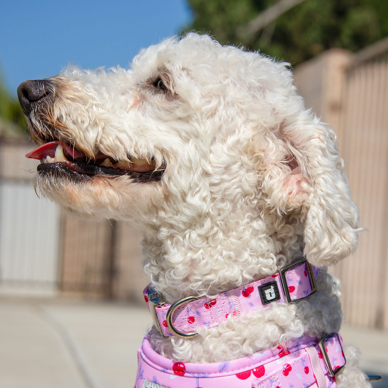 Dog wearing Cherry Crush collar in baby pink cherry print