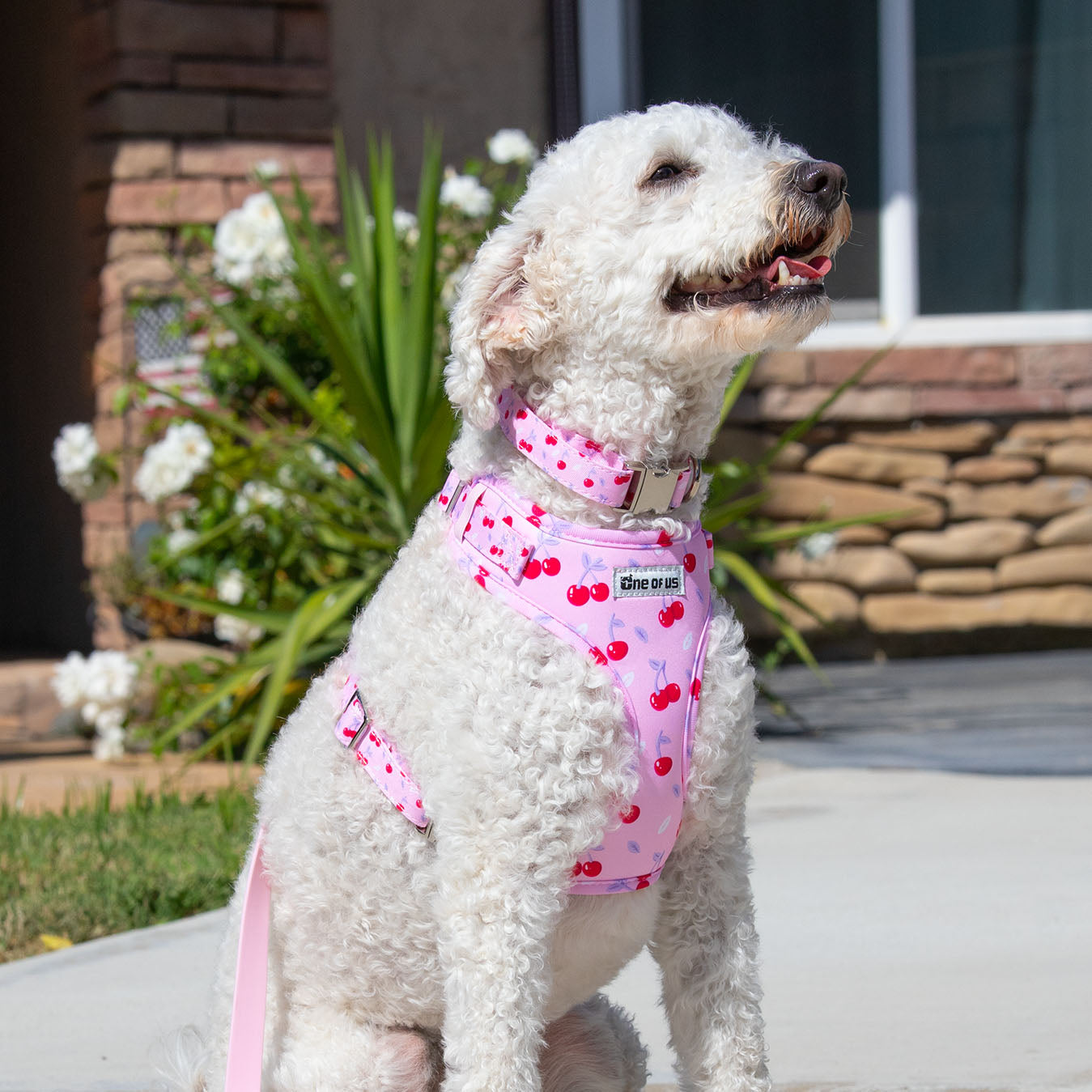 Dog wearing Cherry Crush harness in baby pink cherry print
