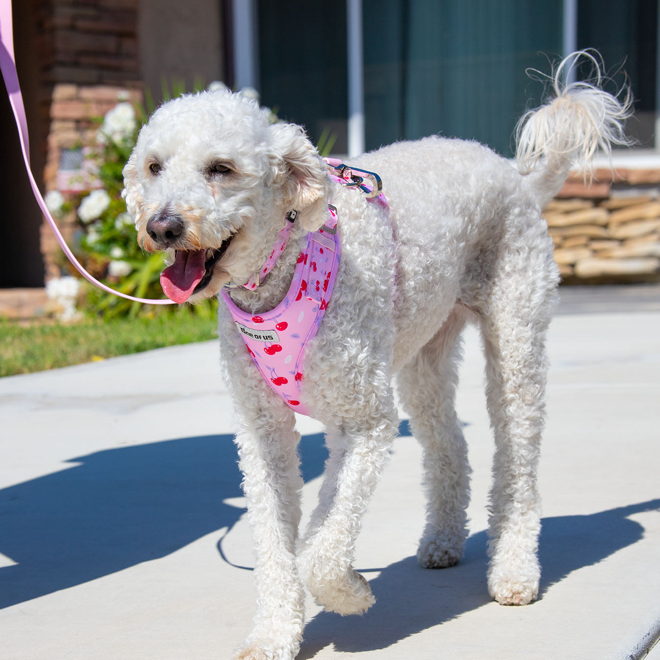 Dog wearing full Cherry Crush walking set in baby pink cherry print