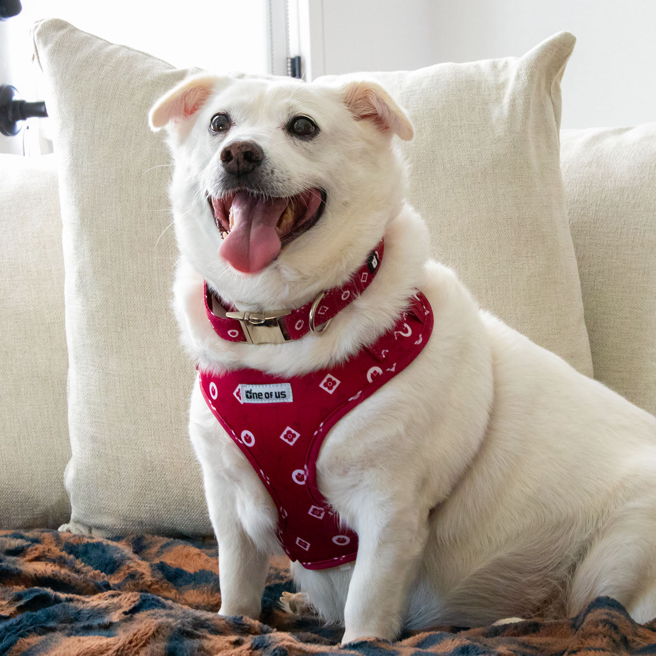 Dog wearing the Dandy Dame dog harness in deep crimson