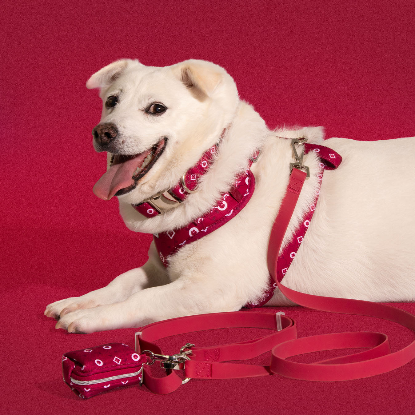 Dog wearing the full Dandy Dame walking set — harness, collar, and leash