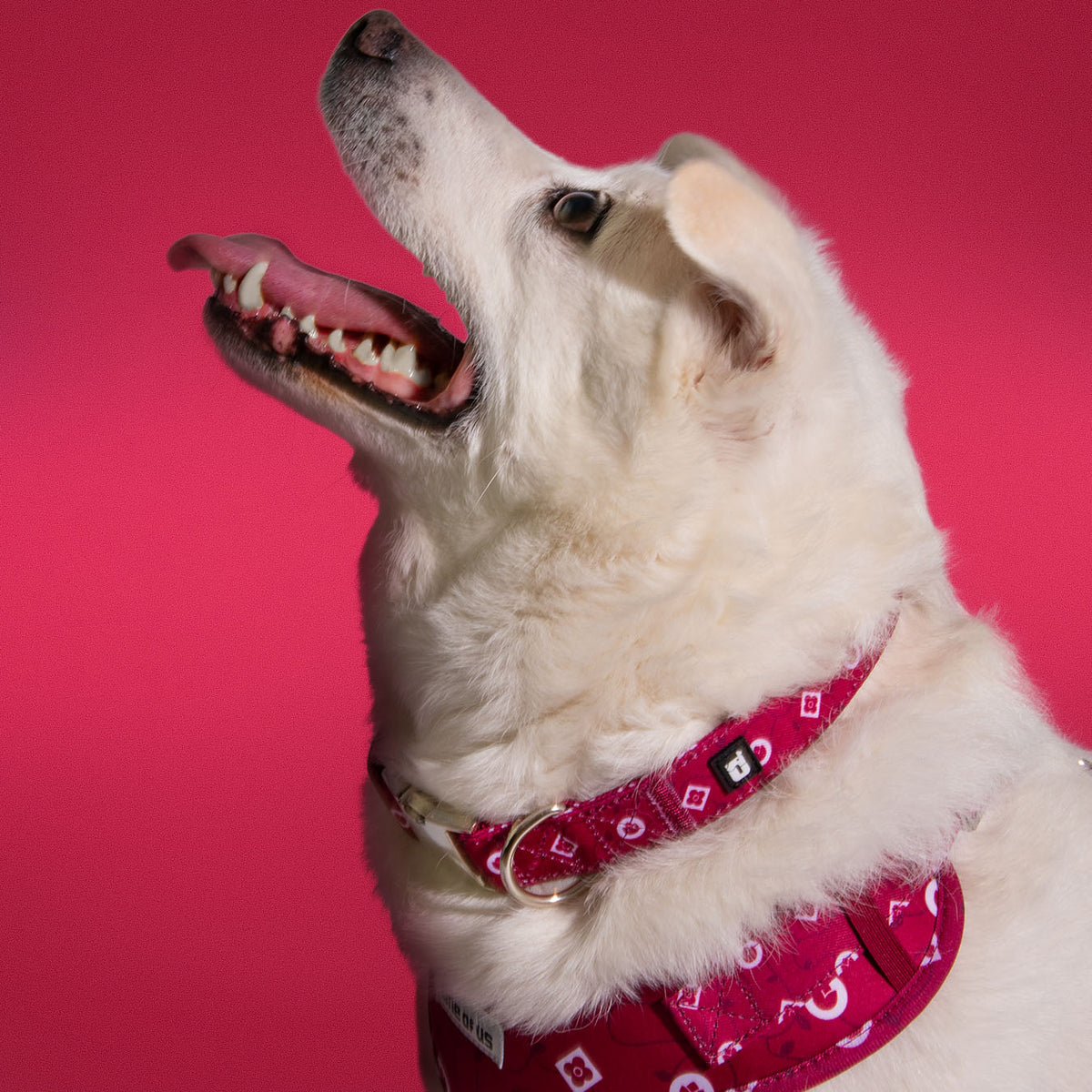Dog wearing the Dandy Dame collar in deep crimson