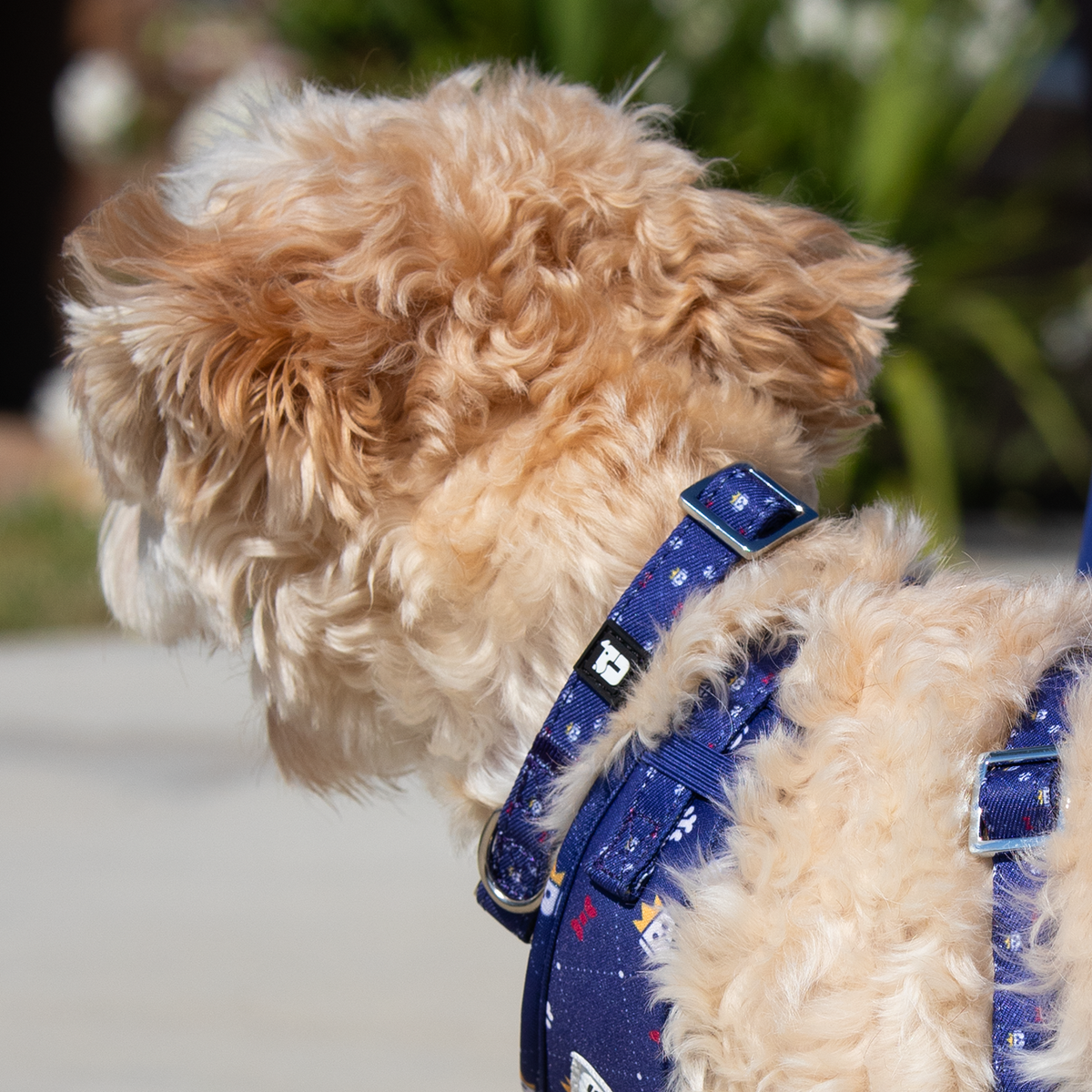 Dog wearing Dapper Dude collar in navy crown print