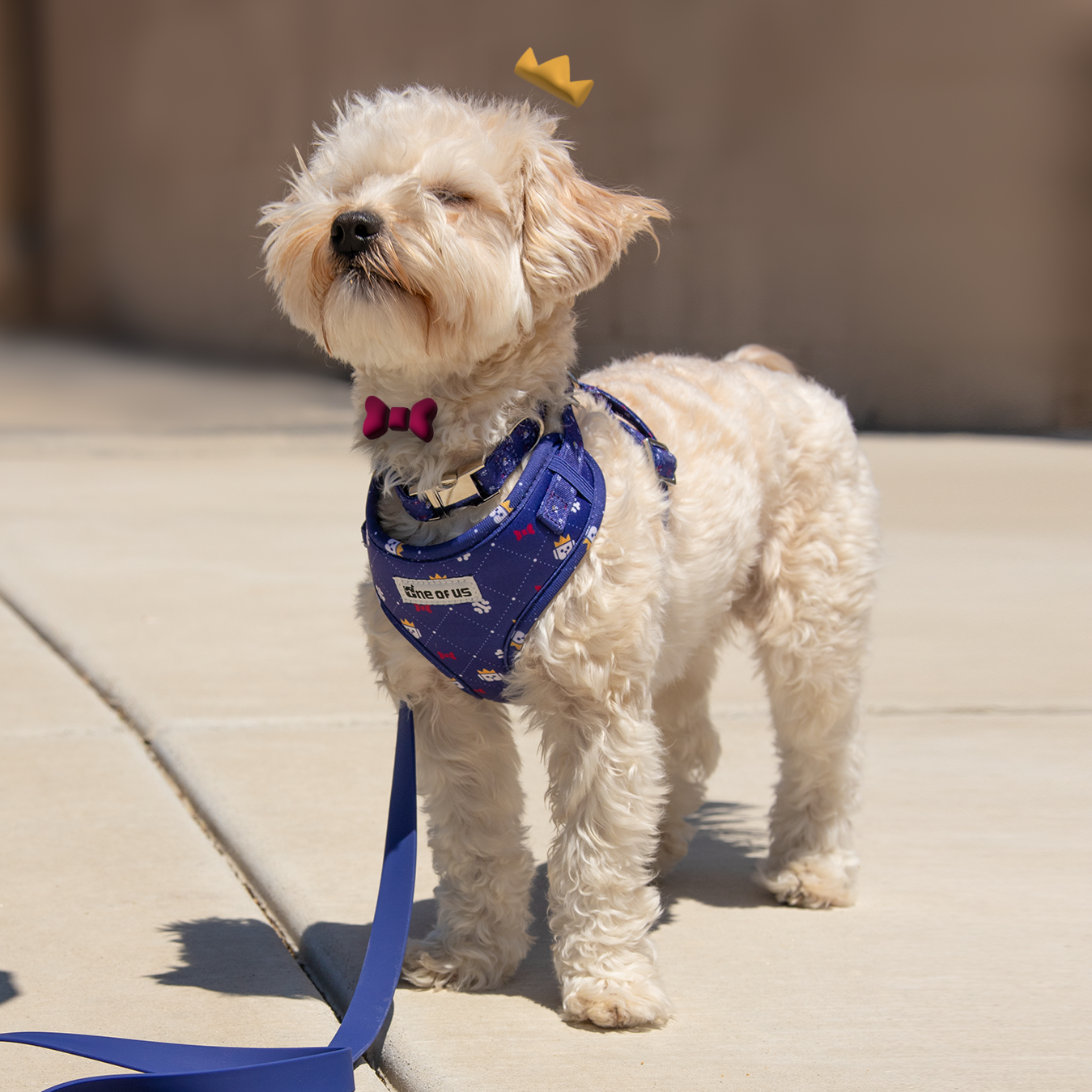Dog wearing Dapper Dude harness in navy crown print