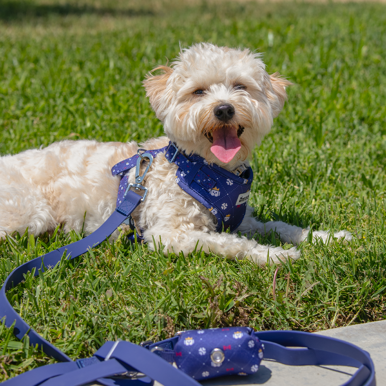 Dog wearing Dapper Dude Every-Way Leash hands-free