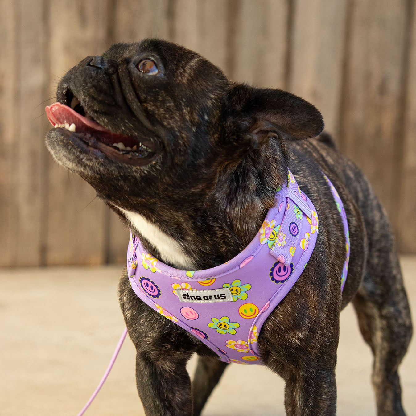 Dog wearing Flower Power harness in purple floral print on a walk
