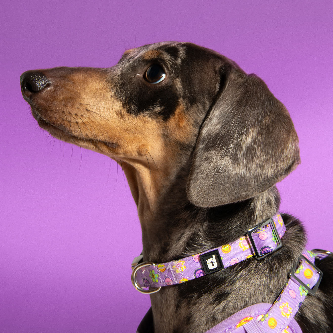 Dog wearing Flower Power collar in purple floral print