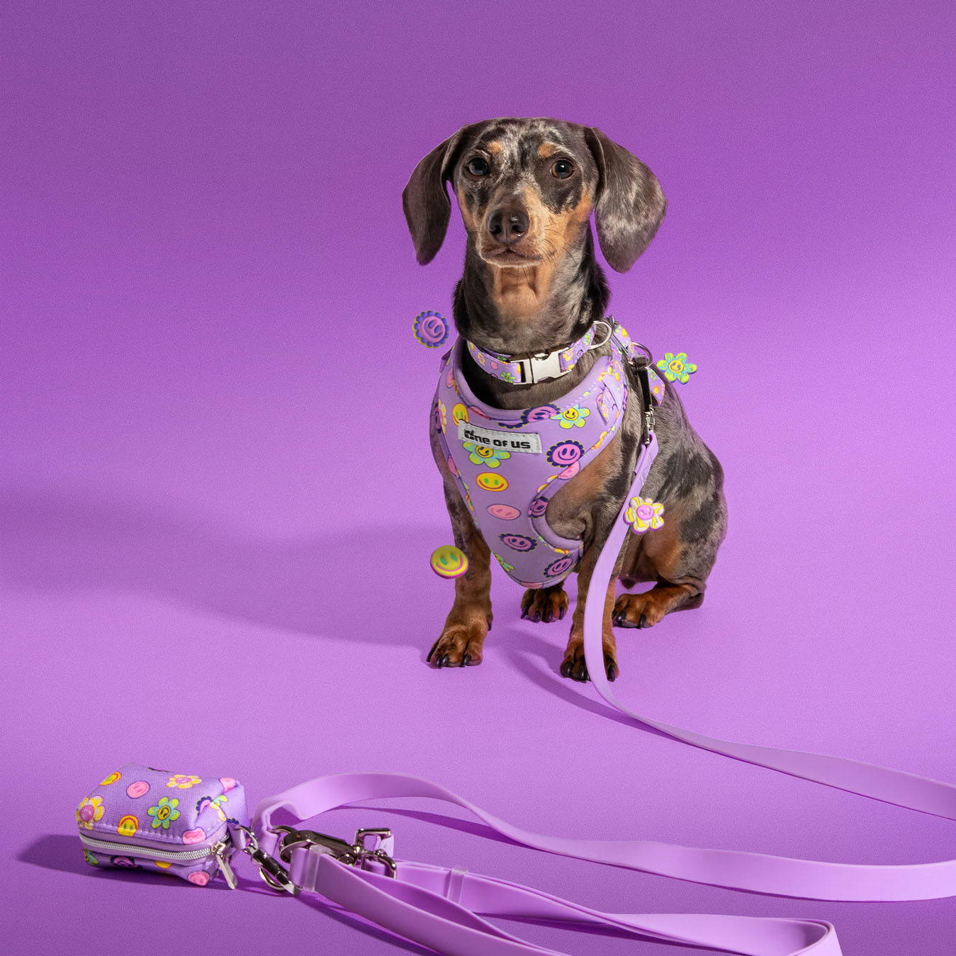 Dog wearing complete Flower Power walking set including harness, collar and leash