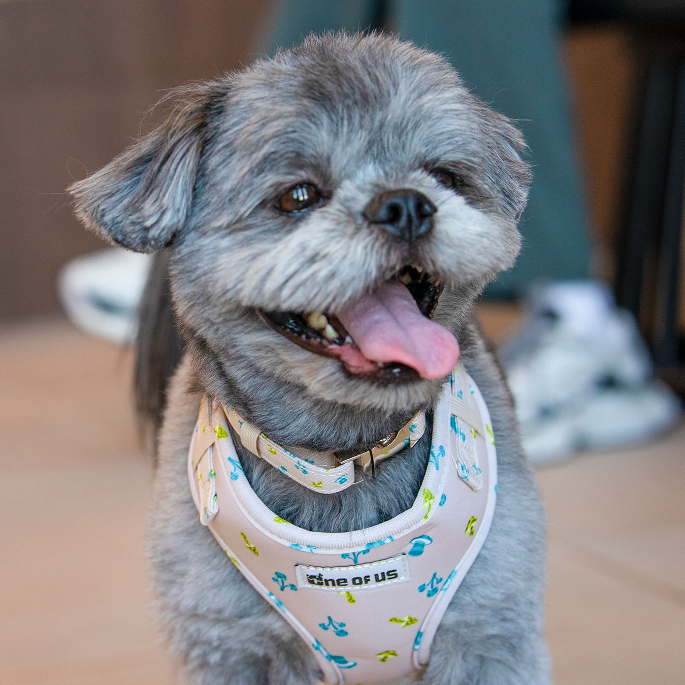 Mini Mushies dog harness on dog, beige mushroom print lifestyle photo | One of Us
