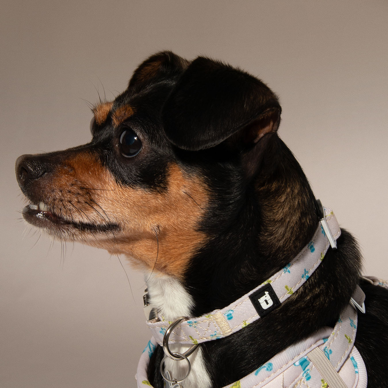 Mini Mushies dog collar worn on dog showing adjustable fit | One of Us
